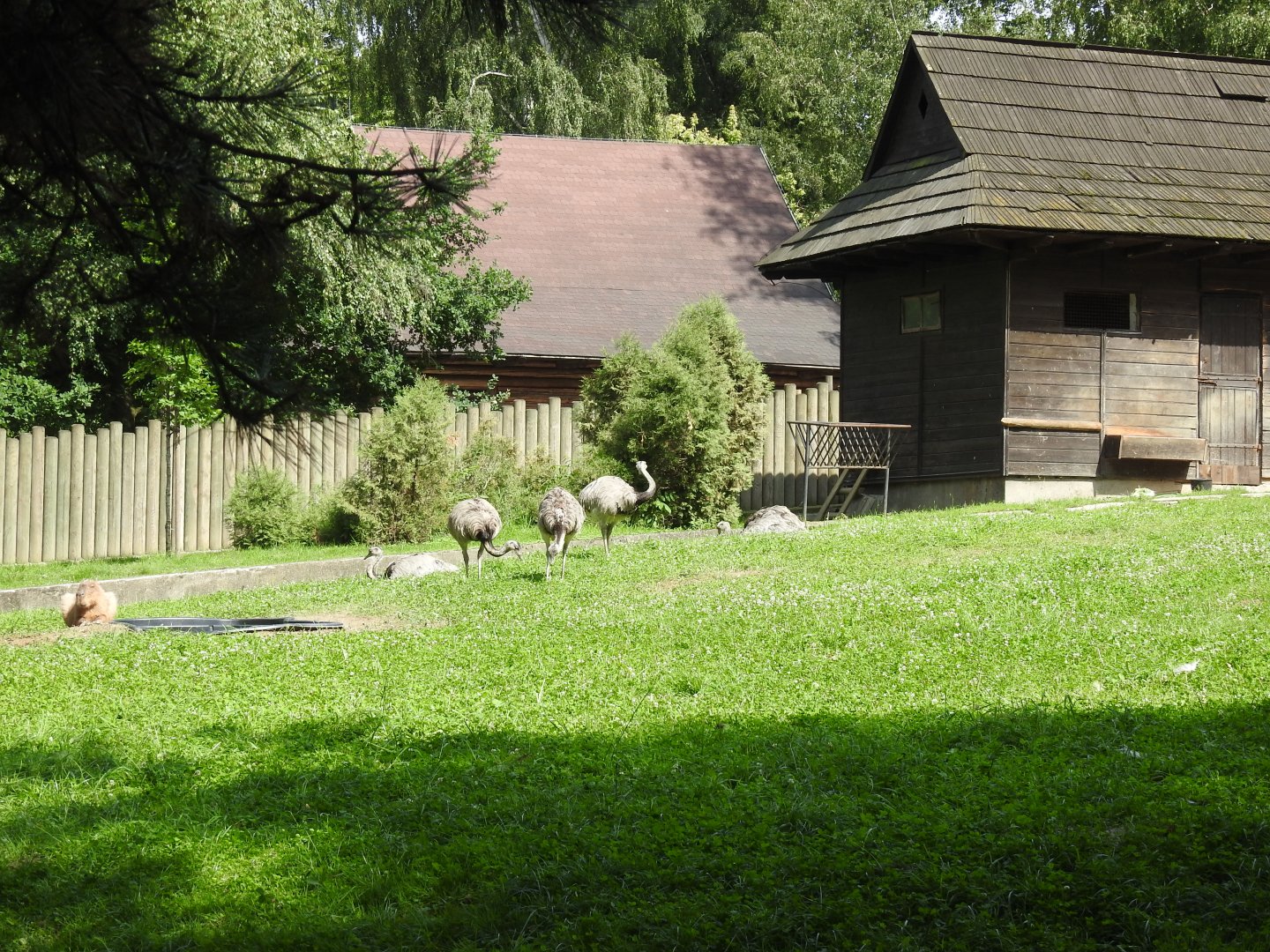 Enclourse of capibaras and nandu