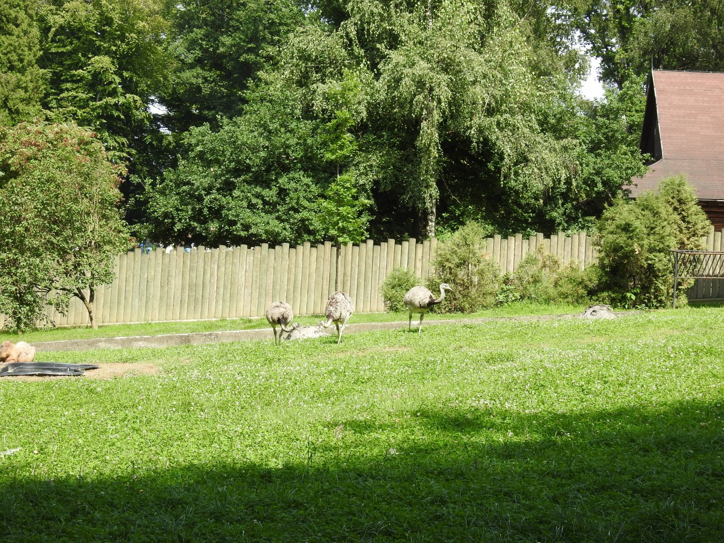 Enclourse of capibaras and nandu