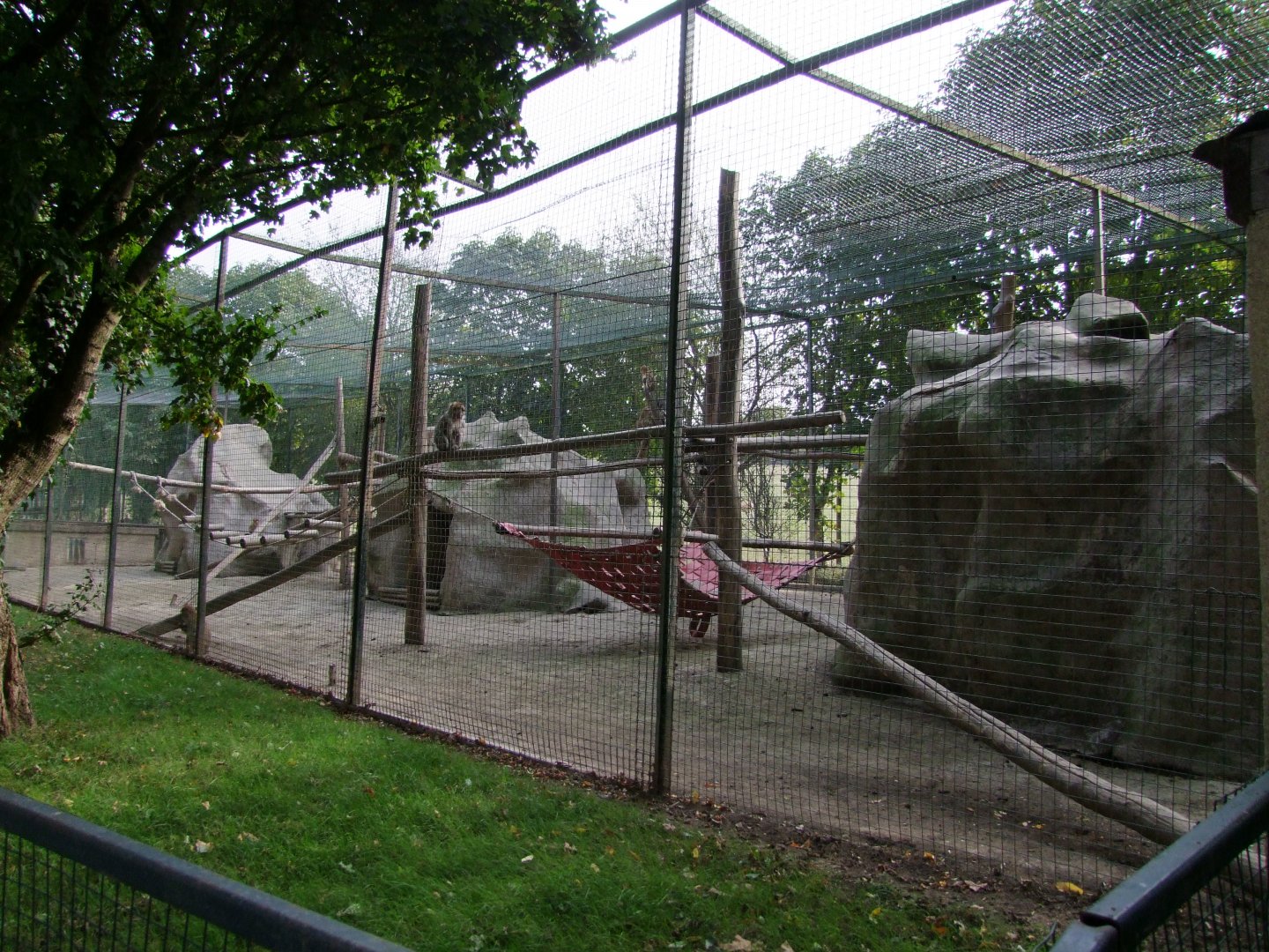 EncMacaca sylvanuslosure