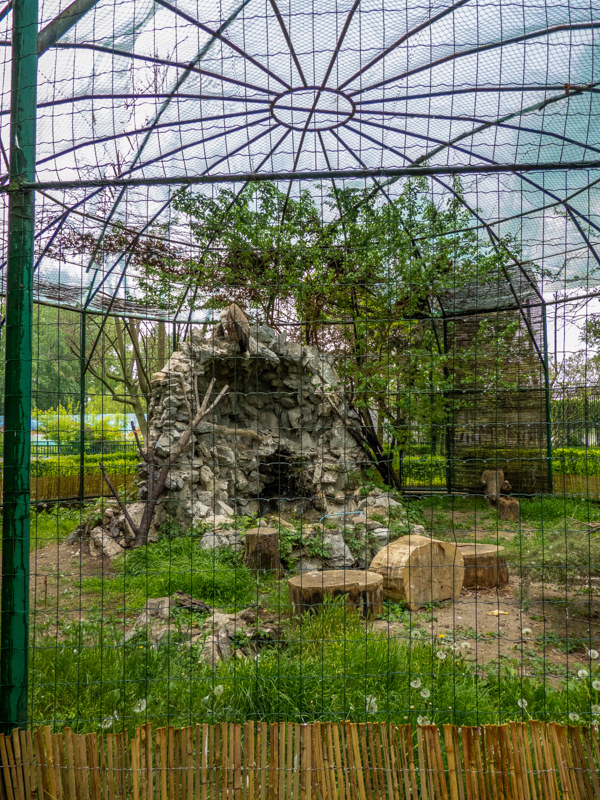 encosure of Eurasian griffon vulture