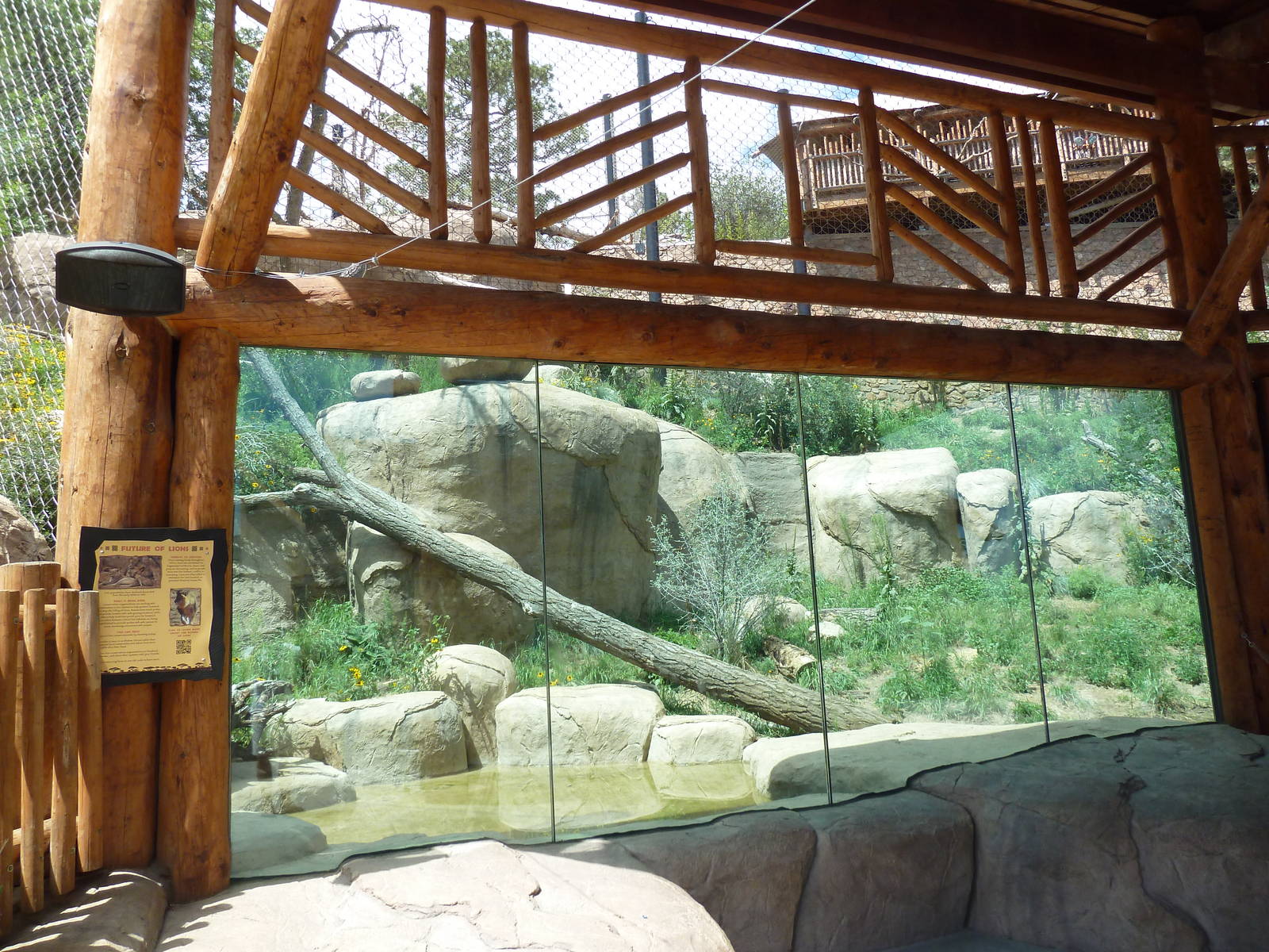 Encounter Africa - Lion Exhibit (New in 2013)