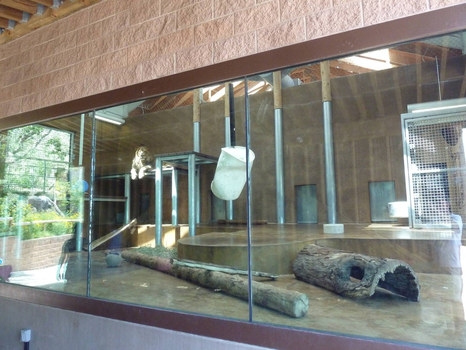 Encounter Africa - Lion Indoor Exhibit (New in 2013)