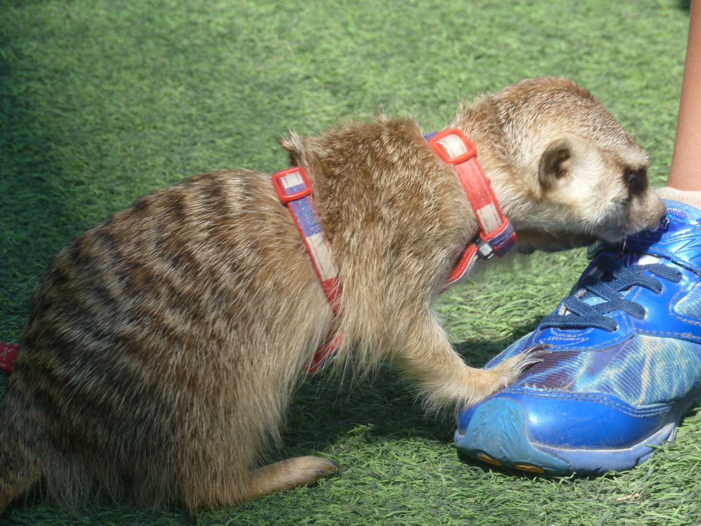 encounter meerkat trying to dig shoe