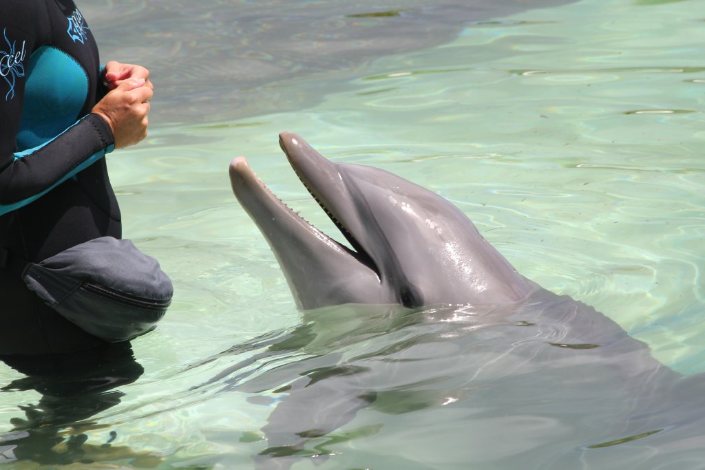 Encounter with a Bottlenose Dolphin