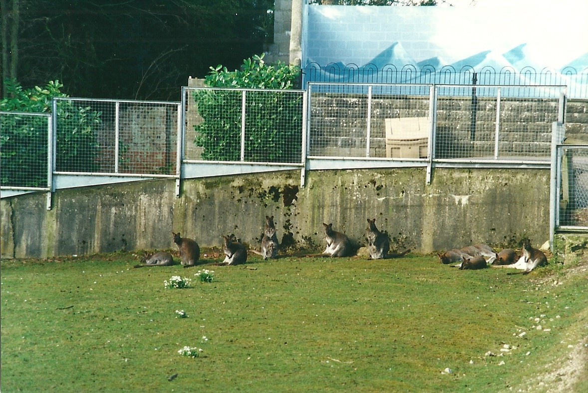 End of Wallaby paddock with Polar bear exhibit to rear 11th March 2000
