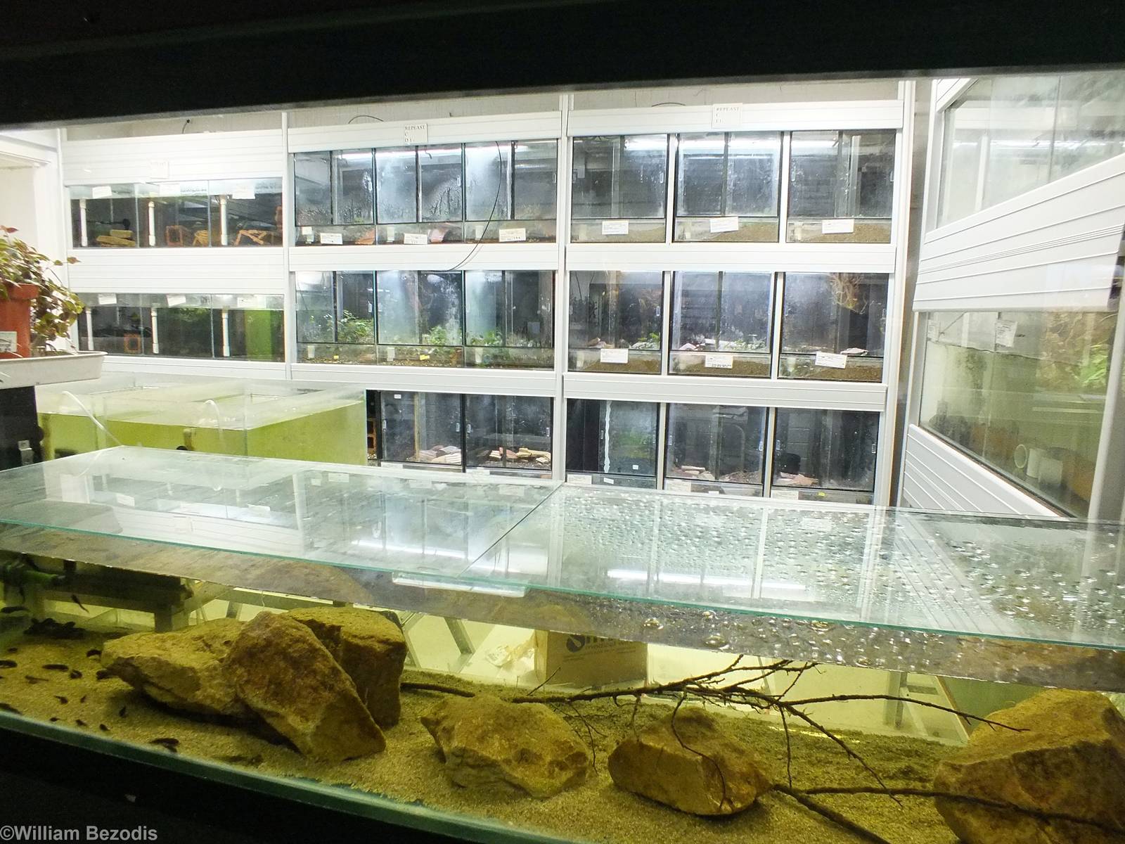 Endangered Amphibian Breeding Area