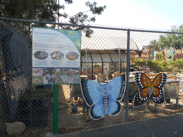 Endangered butterfly breeding program