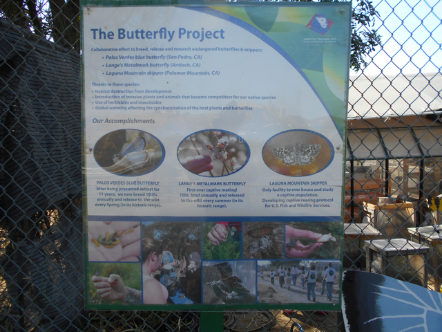 Endangered butterfly breeding program