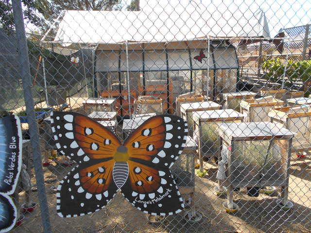 Endangered butterfly breeding program