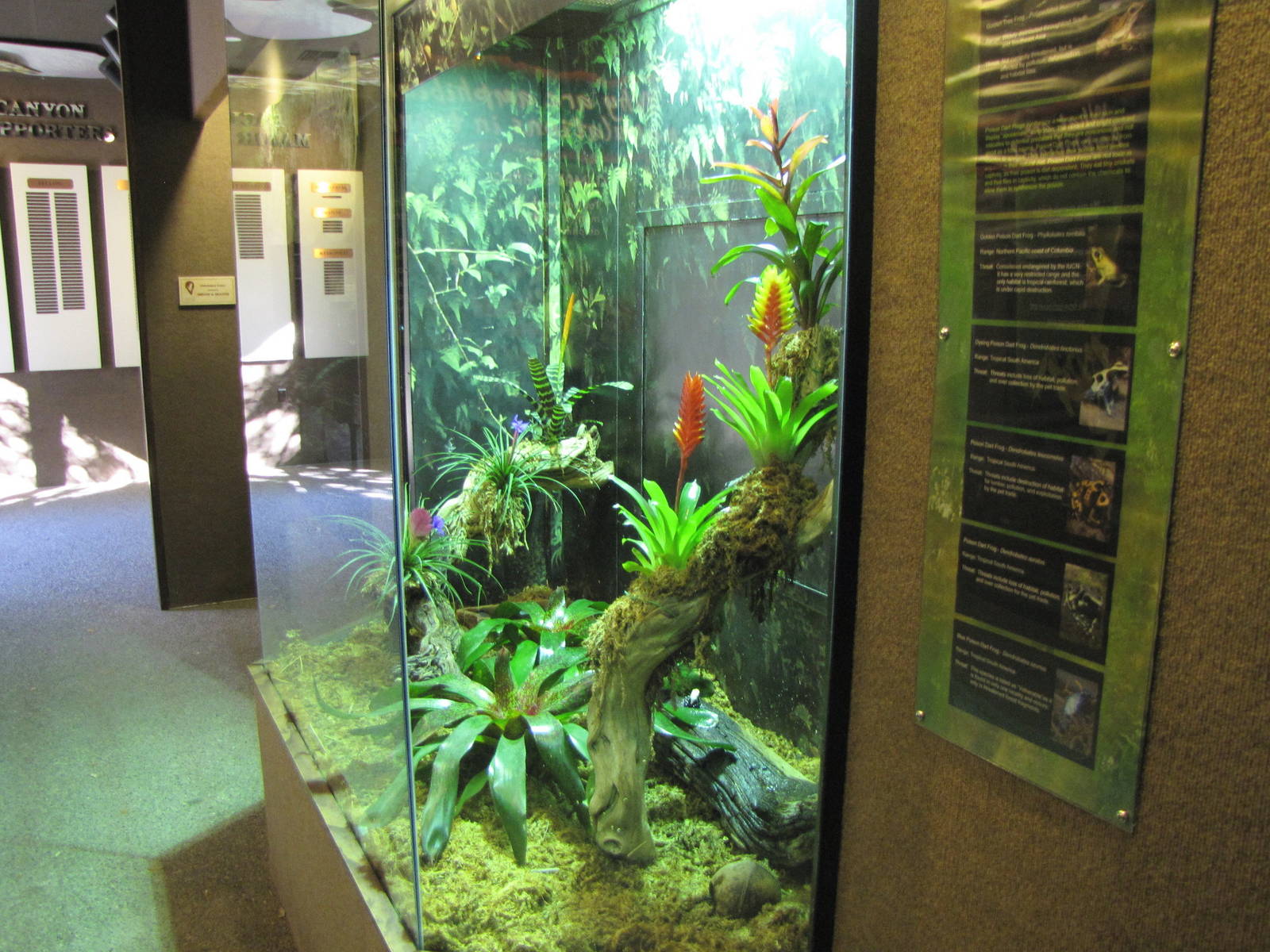 Endangered Frogs Display