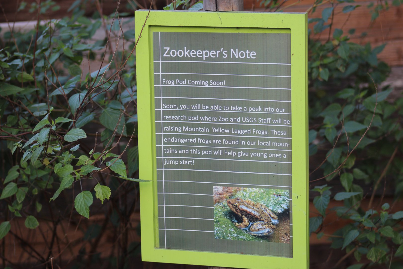 Endangered Frogs Still Coming Soon..