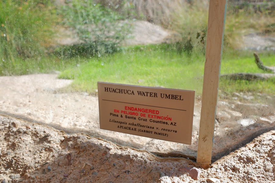endangered plant in frog exhibit