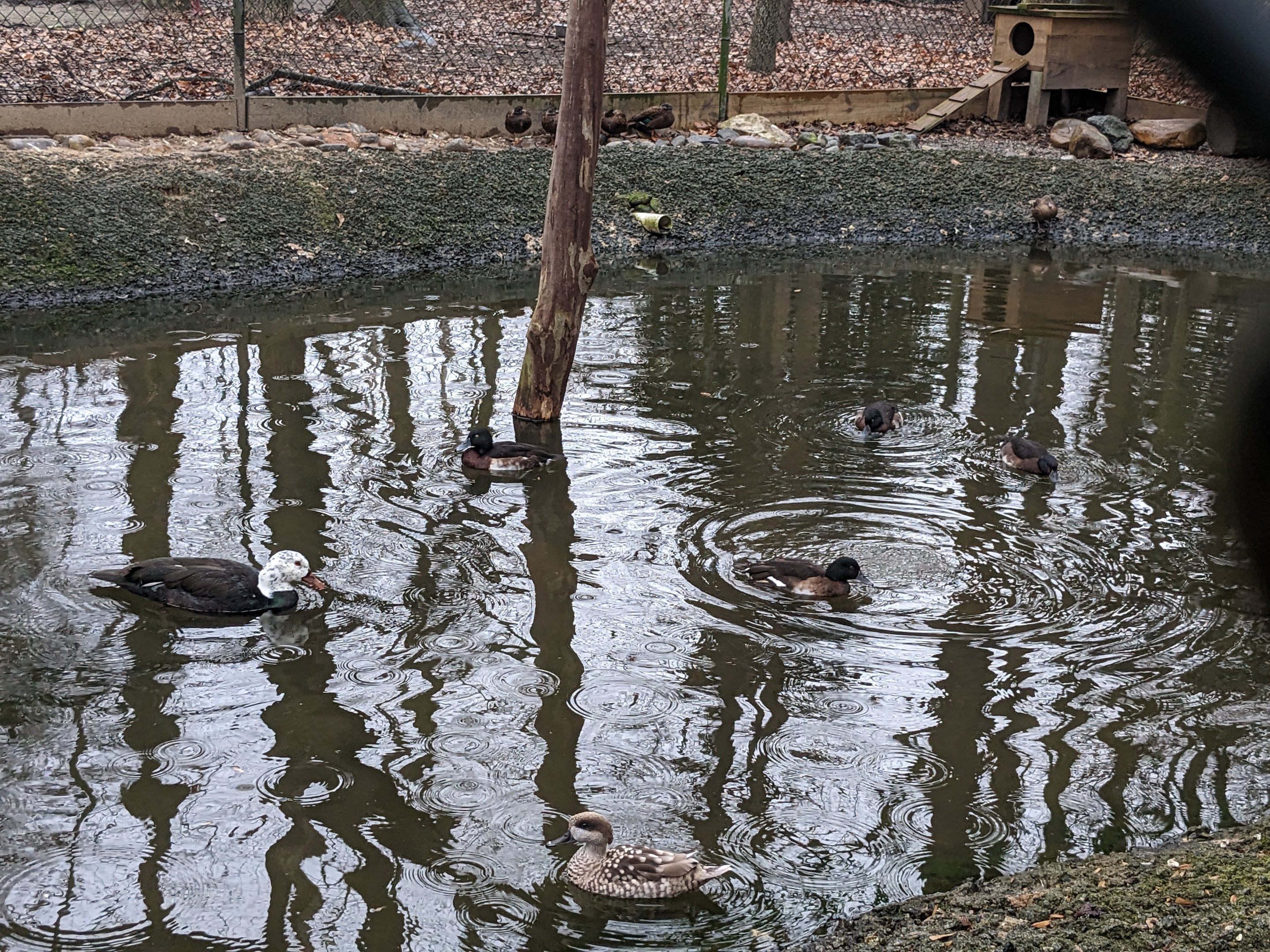 Endangered pond - Laysan teal and Baer's Pockard