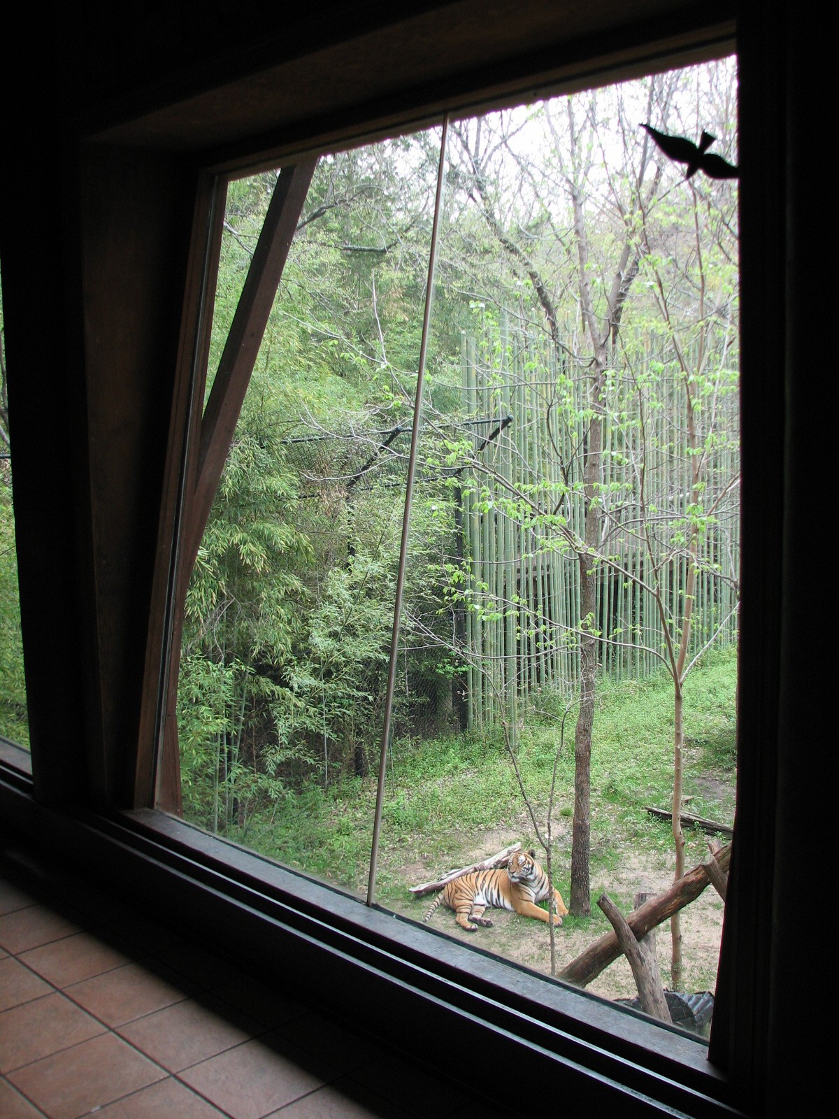 Endangered Tiger Habitat