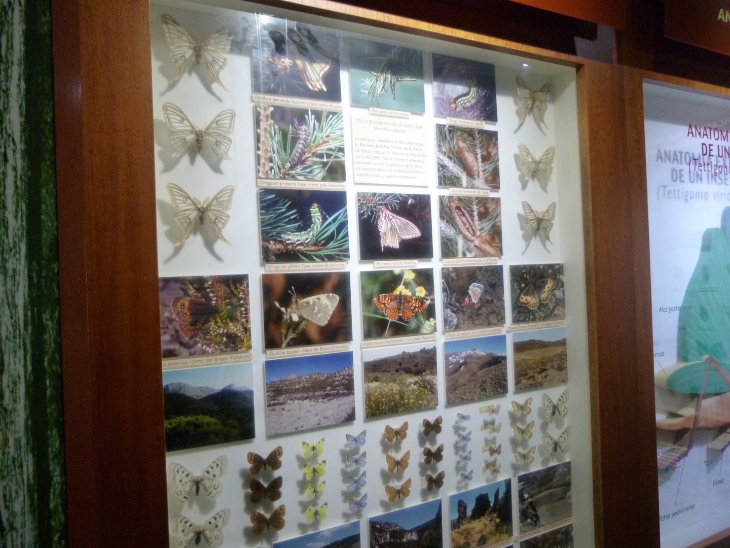 Endemic butterflies of the Iberian peninsula display -Faunia (2025)