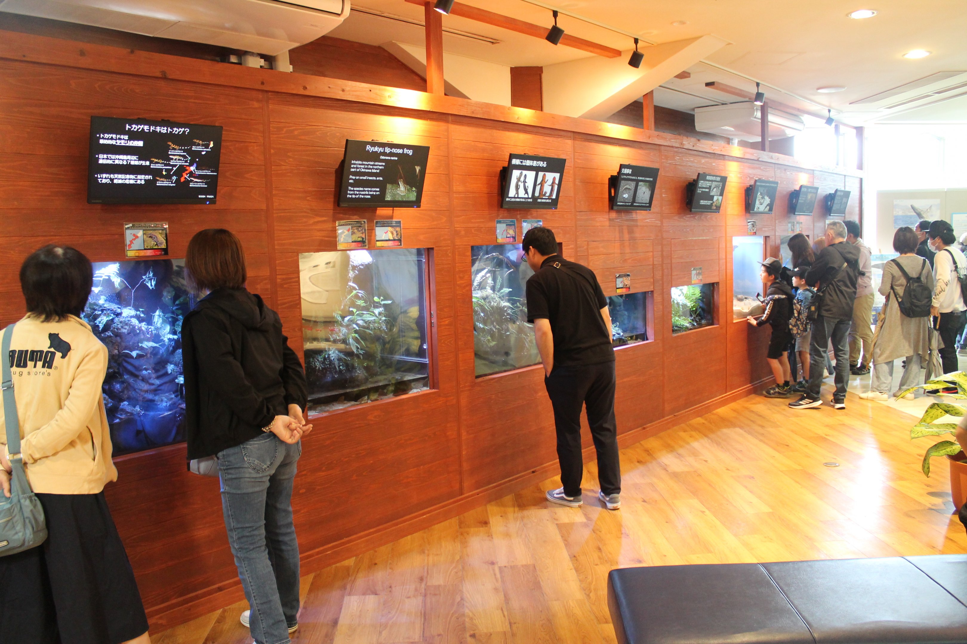 Endemic Okinawa ectotherm exhibits