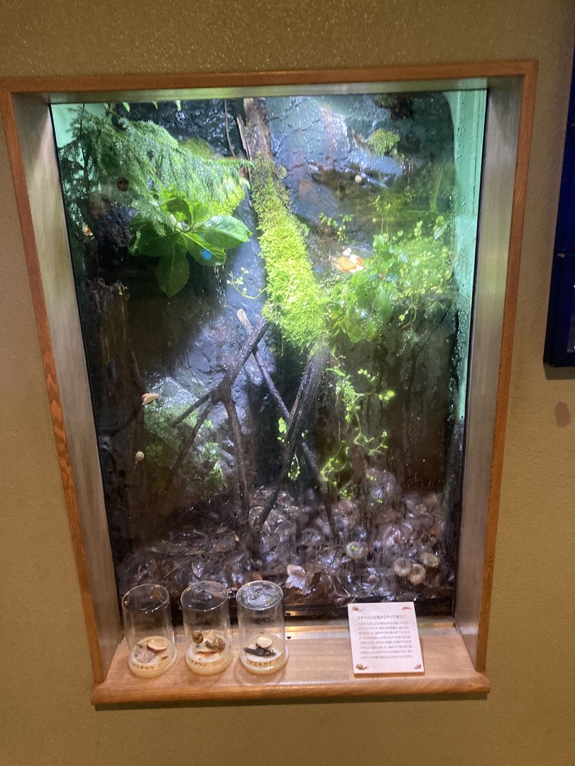 Endemic snail exhibit