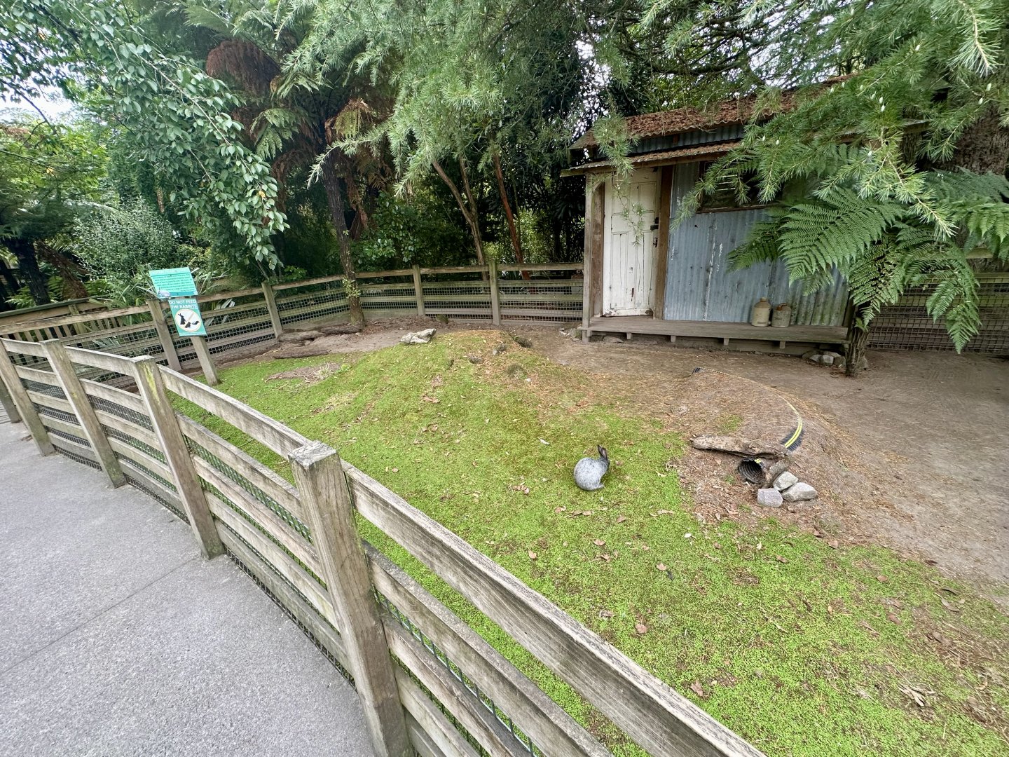 Enderby Island Rabbit Exhibit