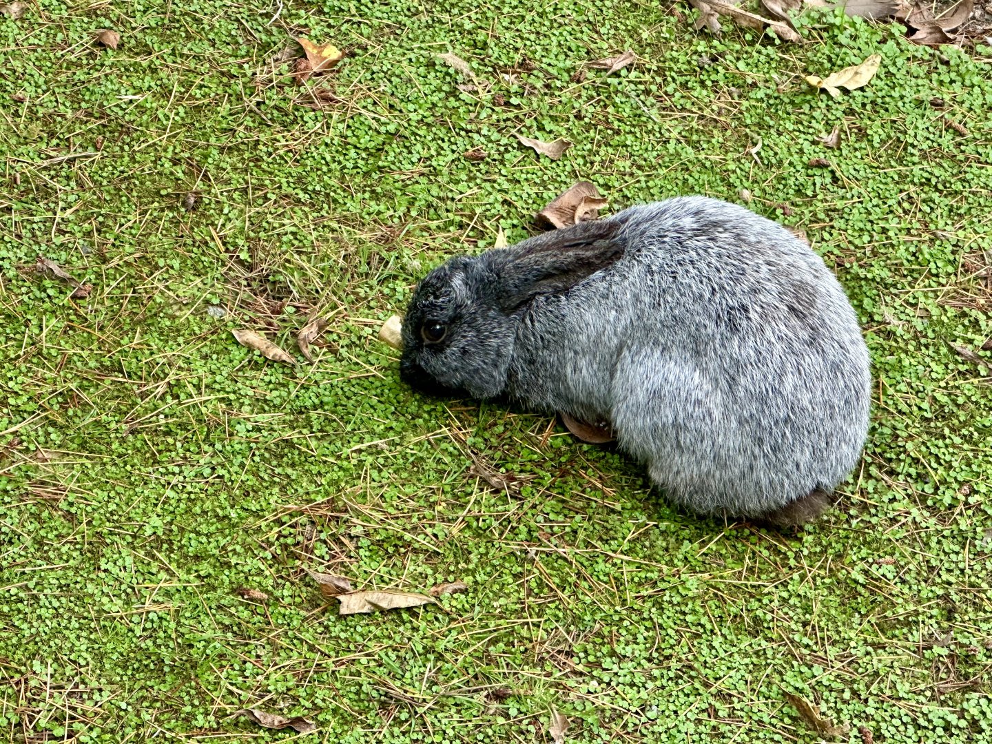 Enderby Island rabbit (Oryctolagus cuniculus)