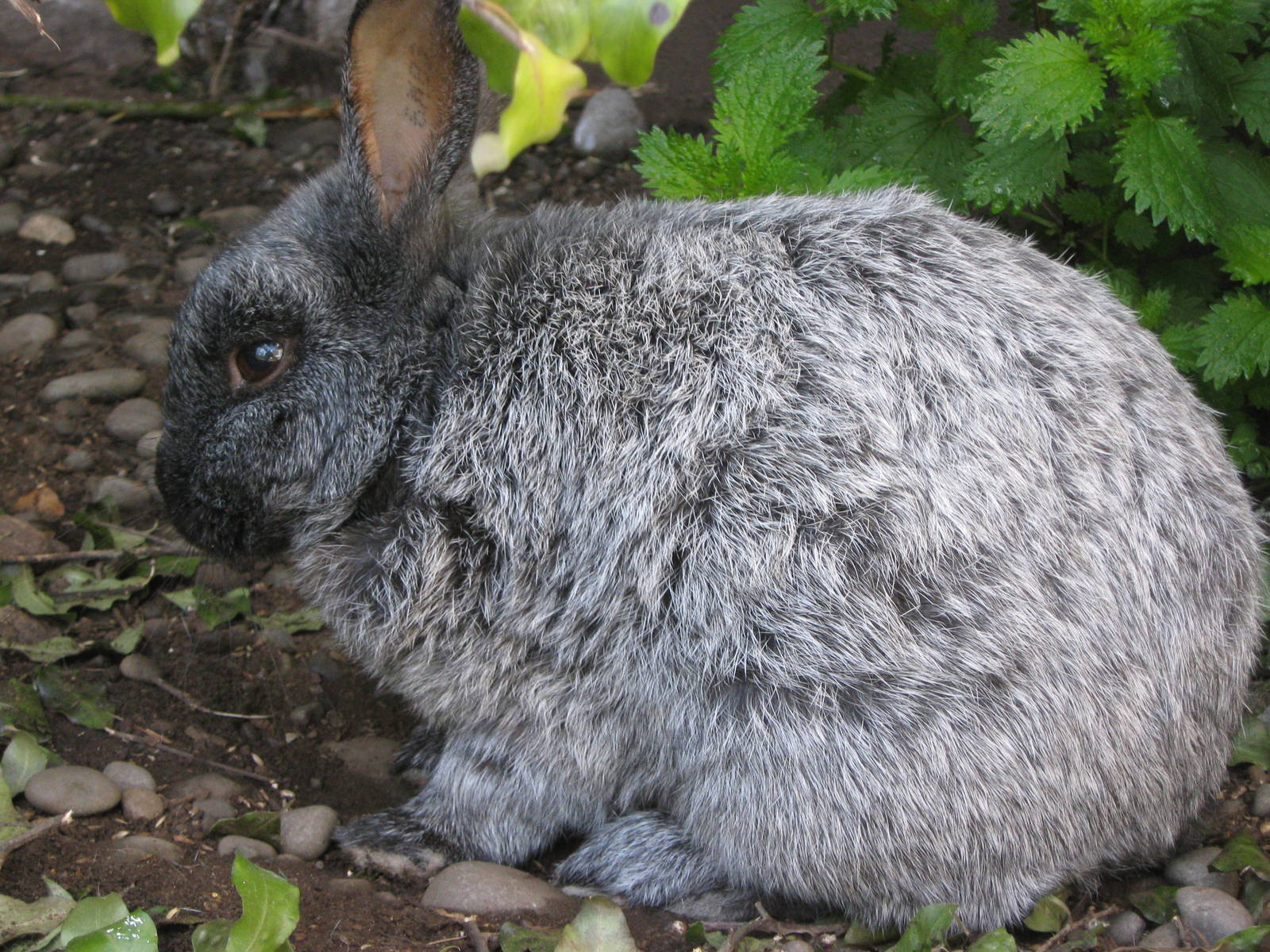 Enderby Island rabbit