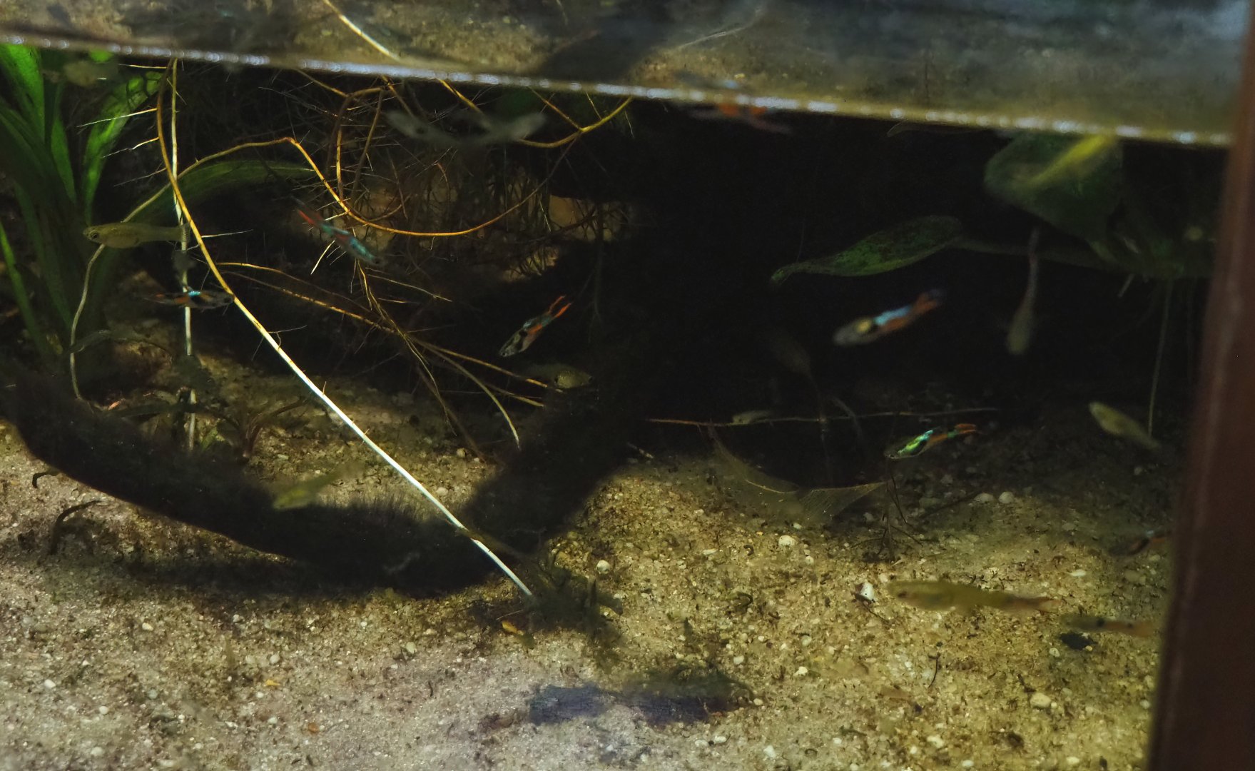 Endler's guppies (Poecilia wingei), 2023-09-24