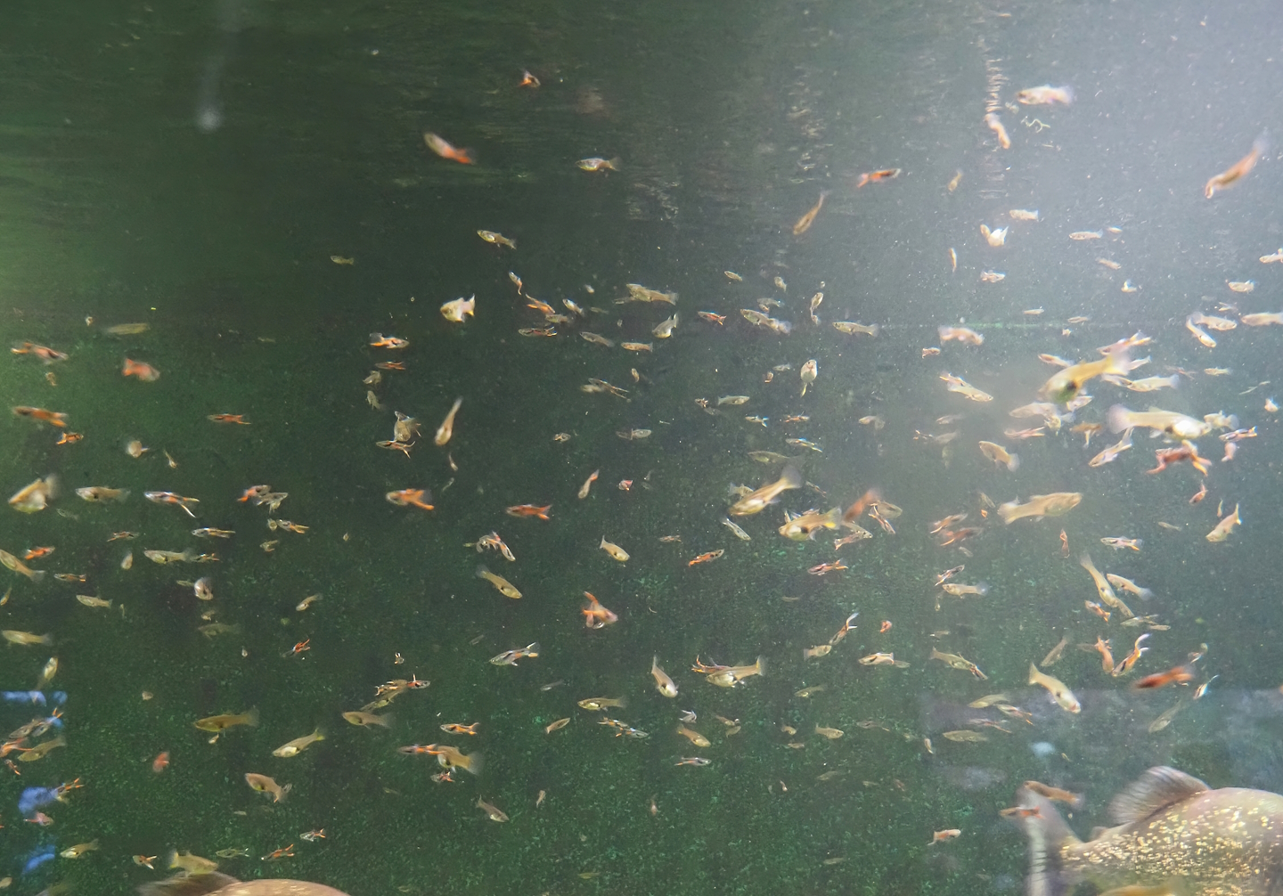 Endler's guppies (Poecilia wingei), 2024-06-08