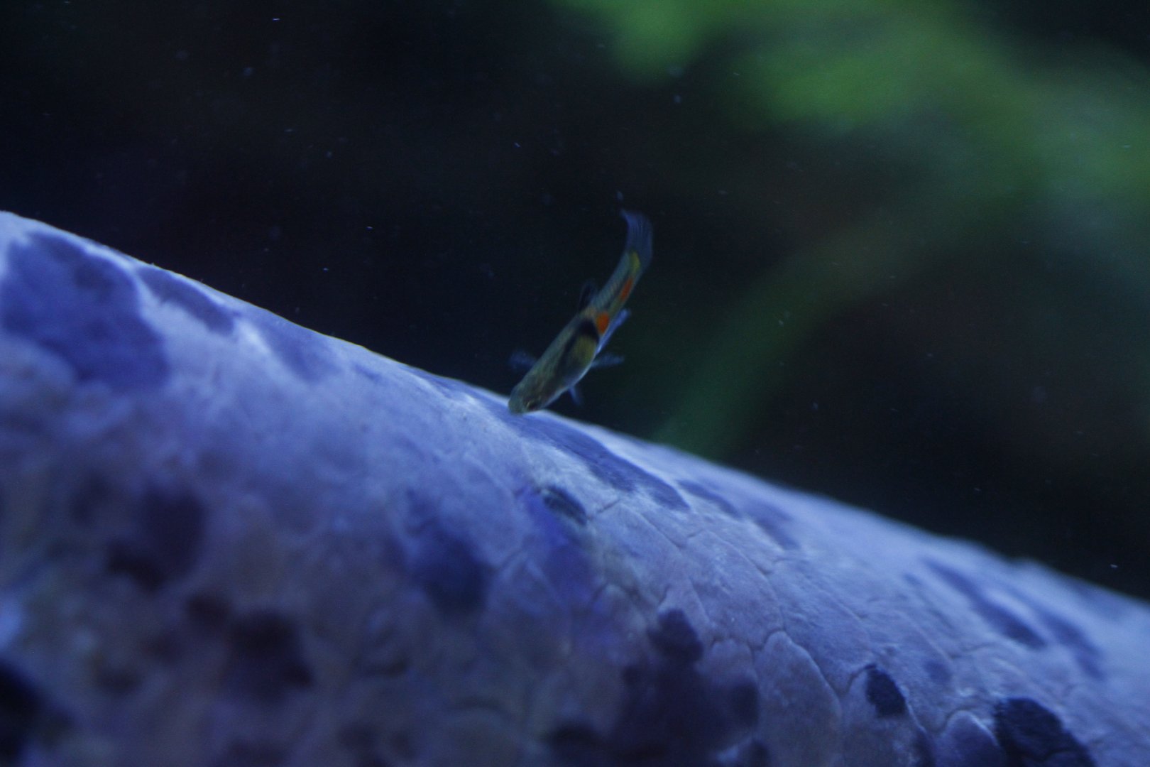 ENdler's Livebearer (Poecilia wingei,) browsing on a lungfish (Protopterus annectens)
