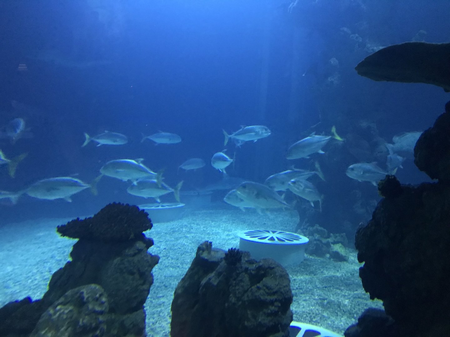 Endless Ocean - bottom level view 260519