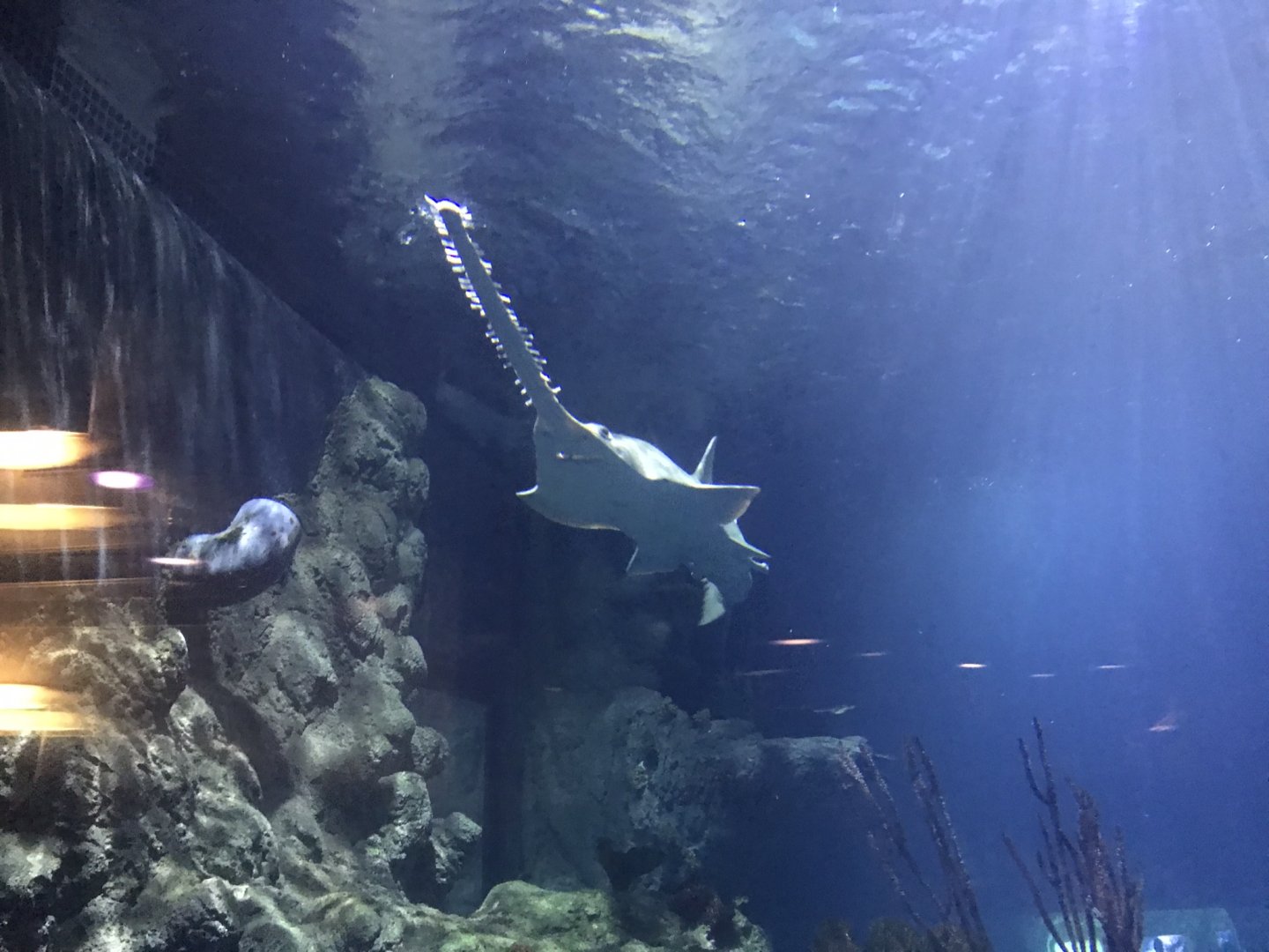 Endless Ocean - Green sawfish from lift 260519