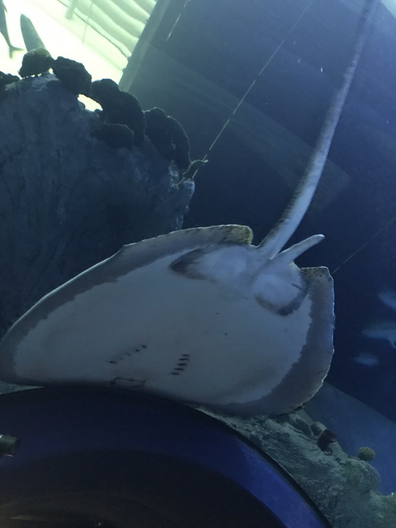 Endless Ocean - Honeycomb stingray on tunnel 260519