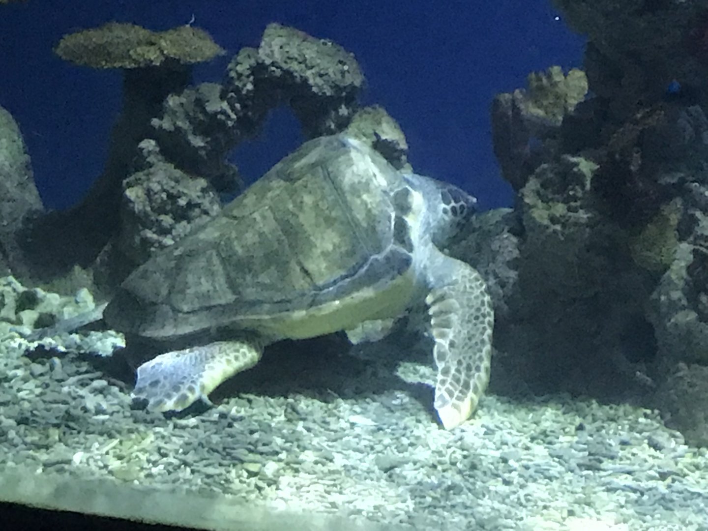 Endless Ocean - Loggerhead turtle 260519