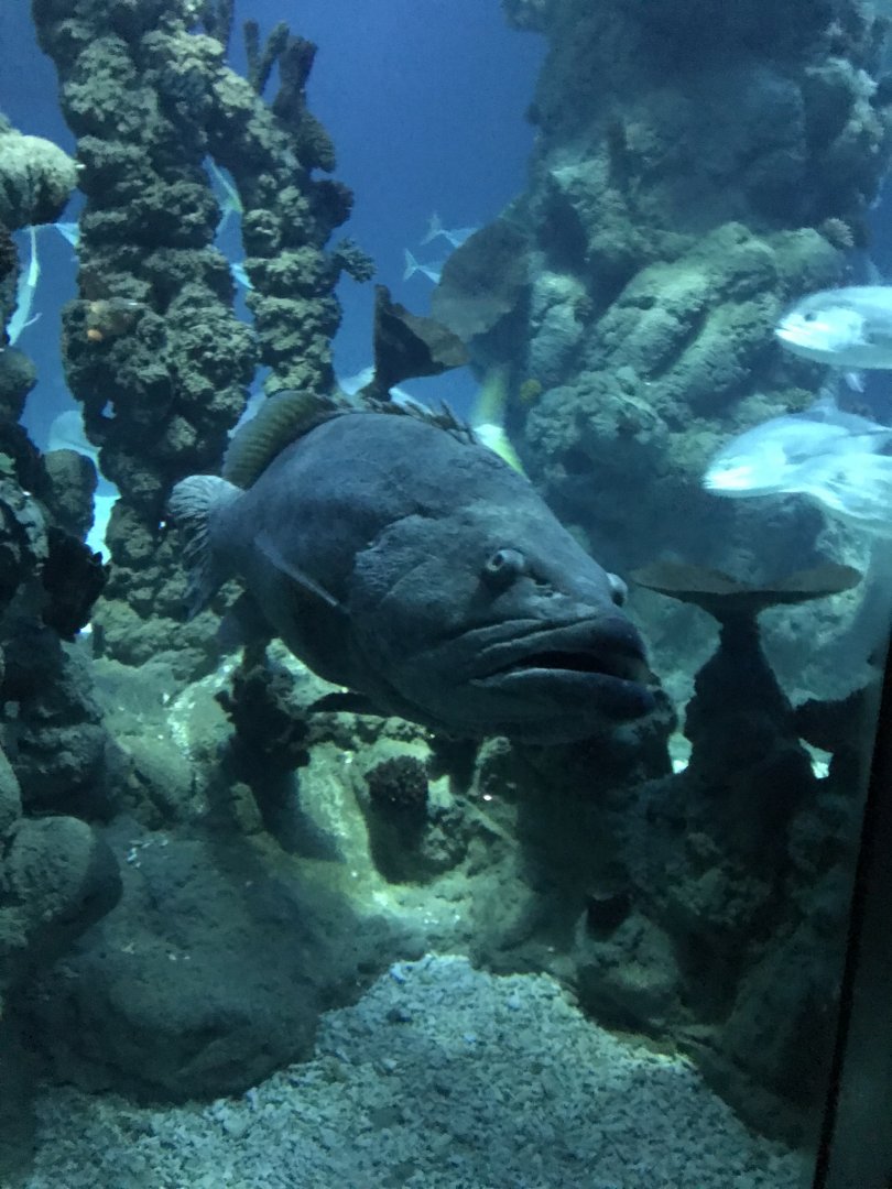 Endless Ocean - Potato grouper 260519