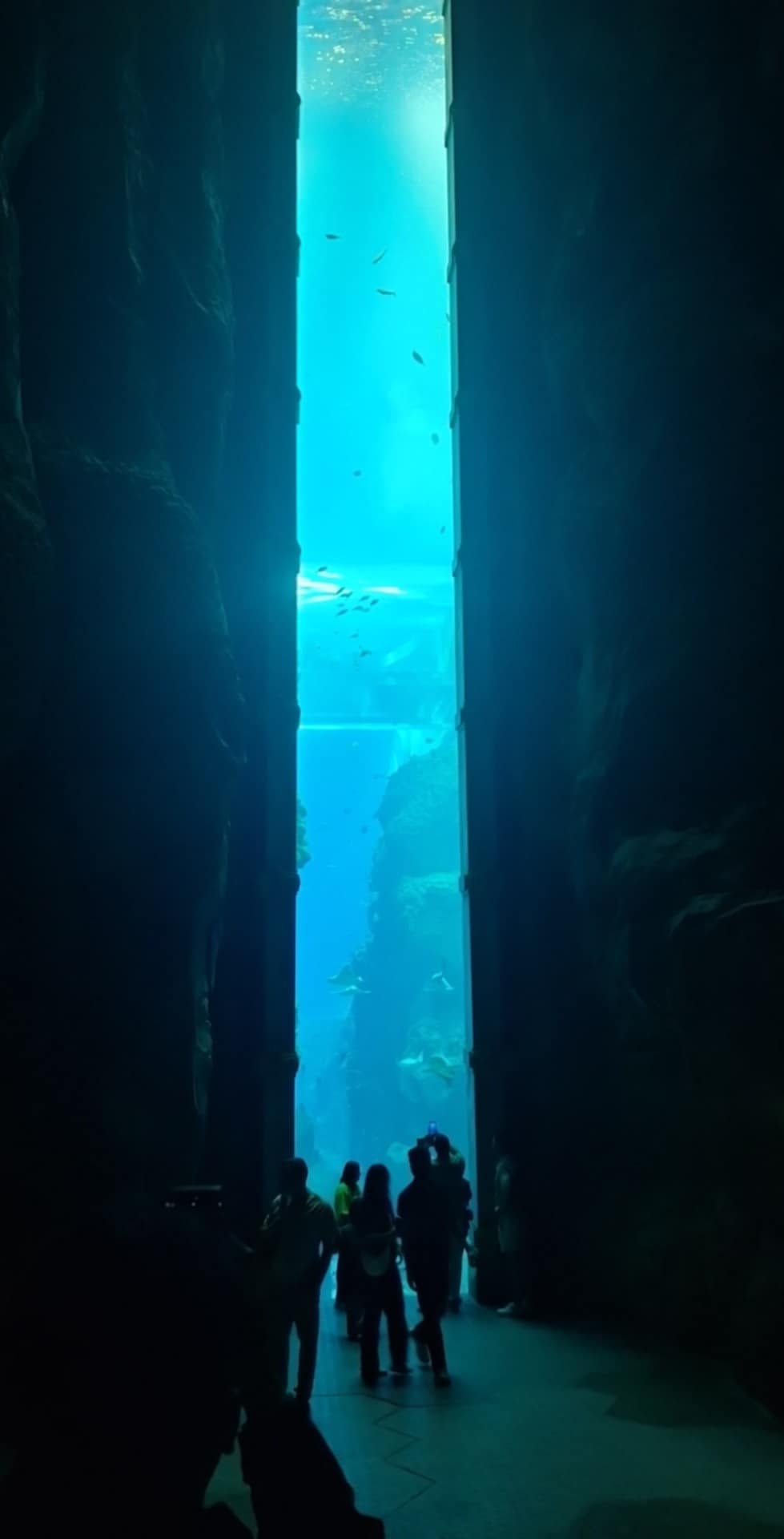 Endless Ocean  - Sea World Abu Dhabi