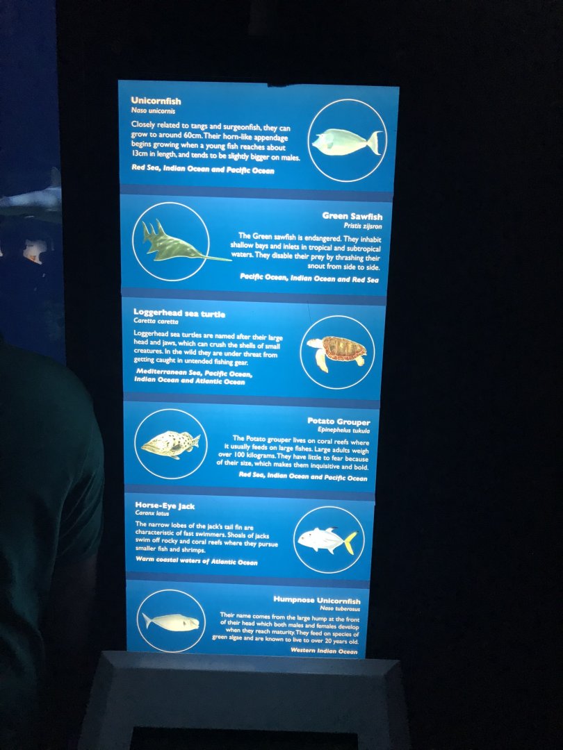 Endless Ocean - species sign no.1 260519