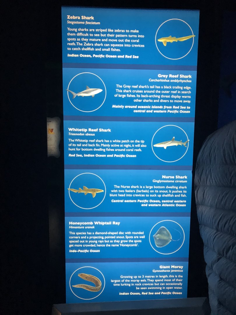 Endless Ocean - species sign no.2 260519