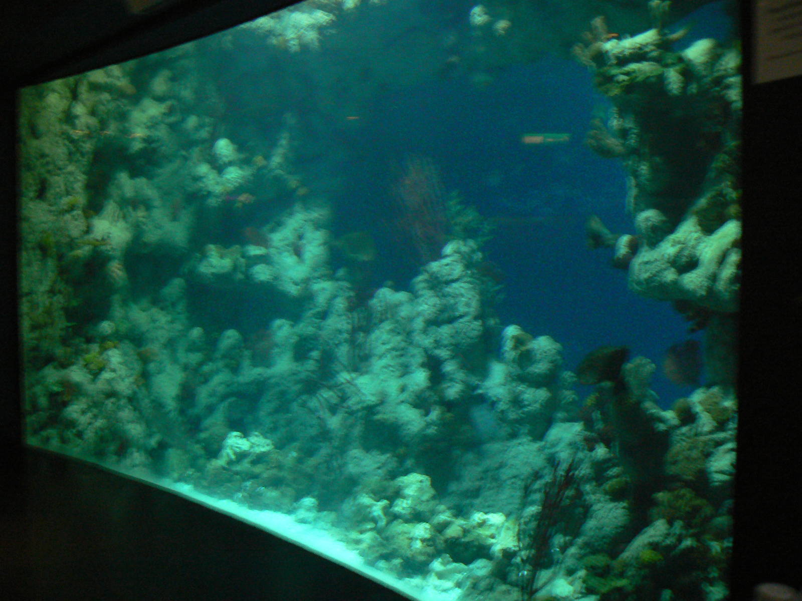 Endless Ocean Tank View