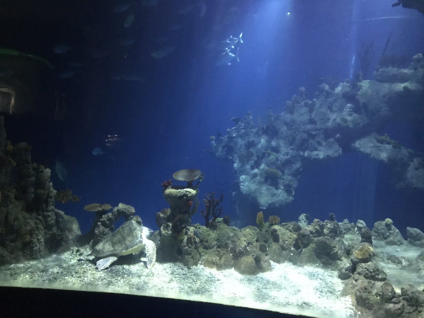 Endless Ocean - view from an upper level 260519