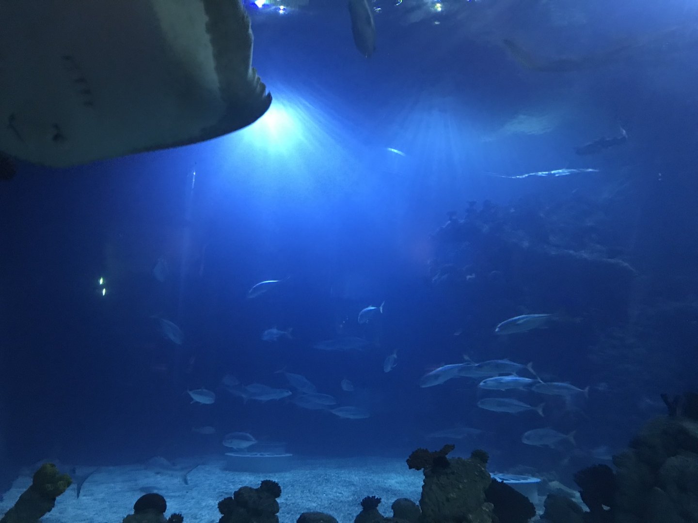 Endless Ocean - view from tunnel 260519