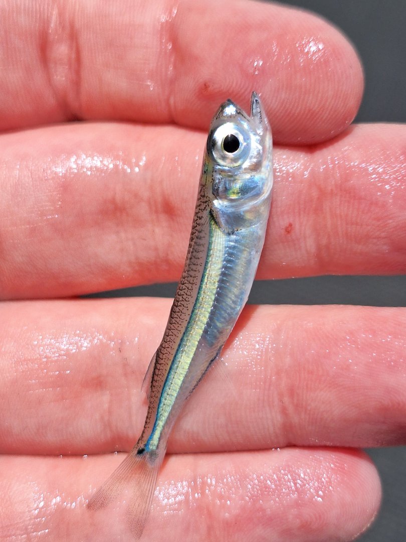 Endracht Hardyhead (Atherinomorus endrachtensis)