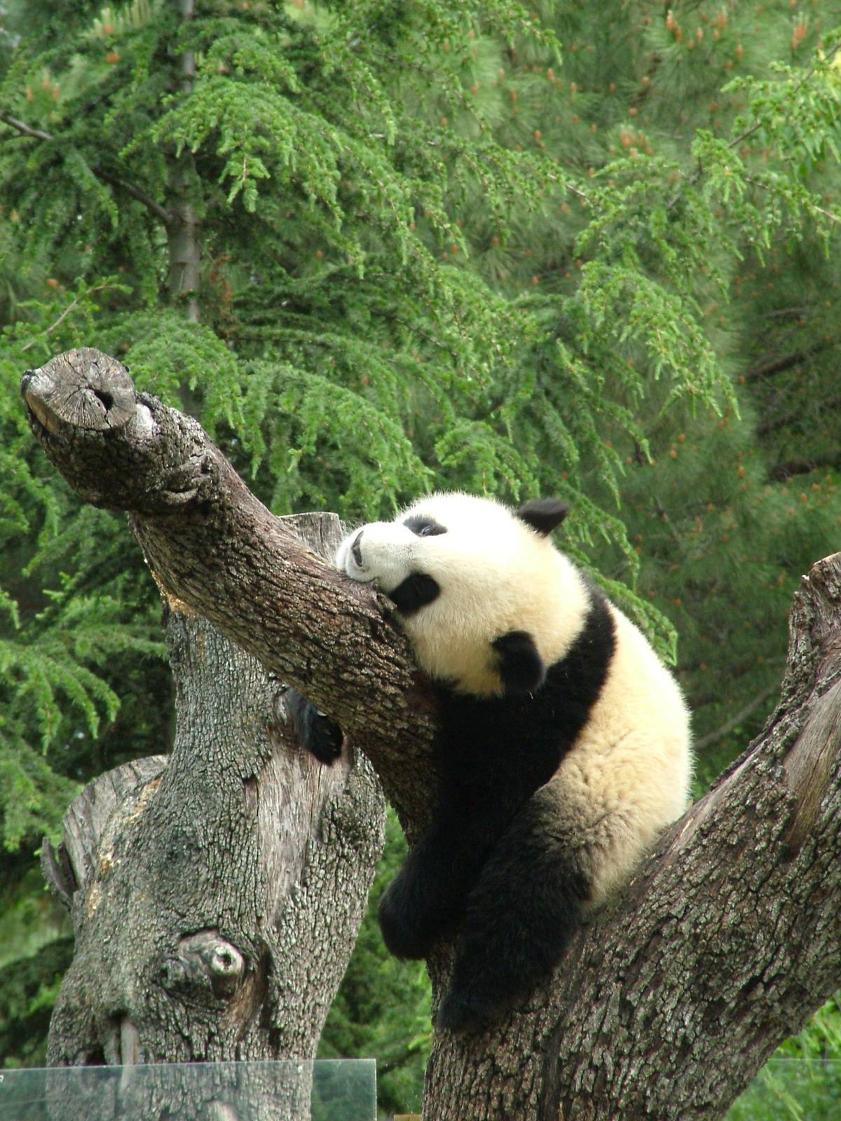 Energetic Giant Panda Youngster at Madrid Zoo Aquarium, 26/05/11
