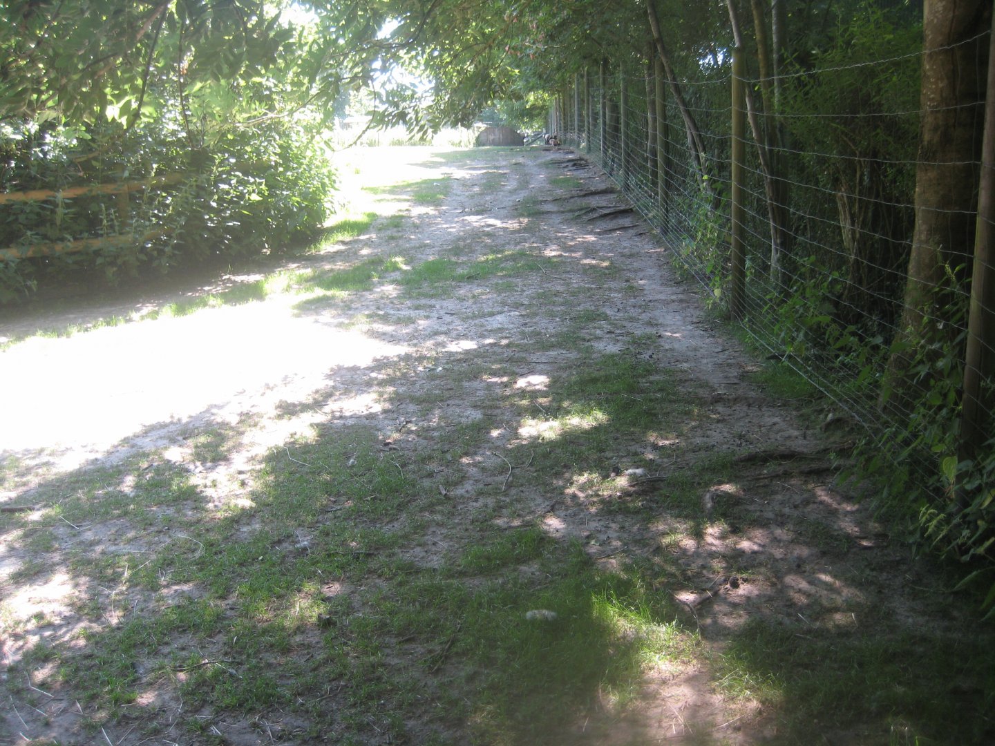 Enghave Dyre- og Naturpark - Cameroon sheep exhibit