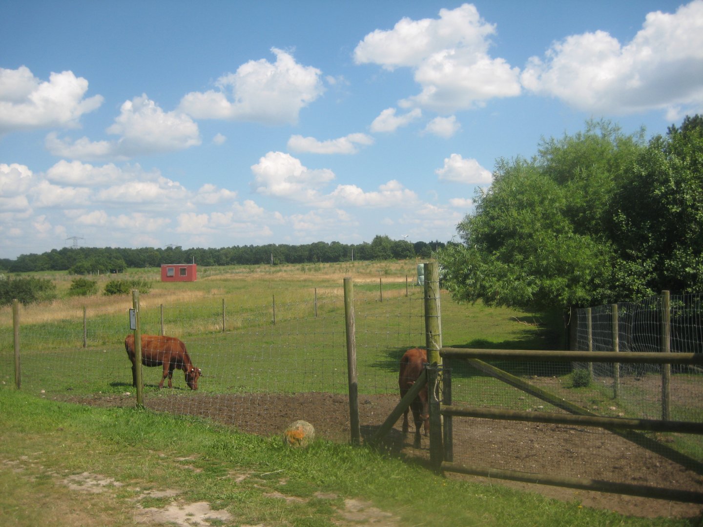 Enghave Dyre- og Naturpark - Cattle exhibit
