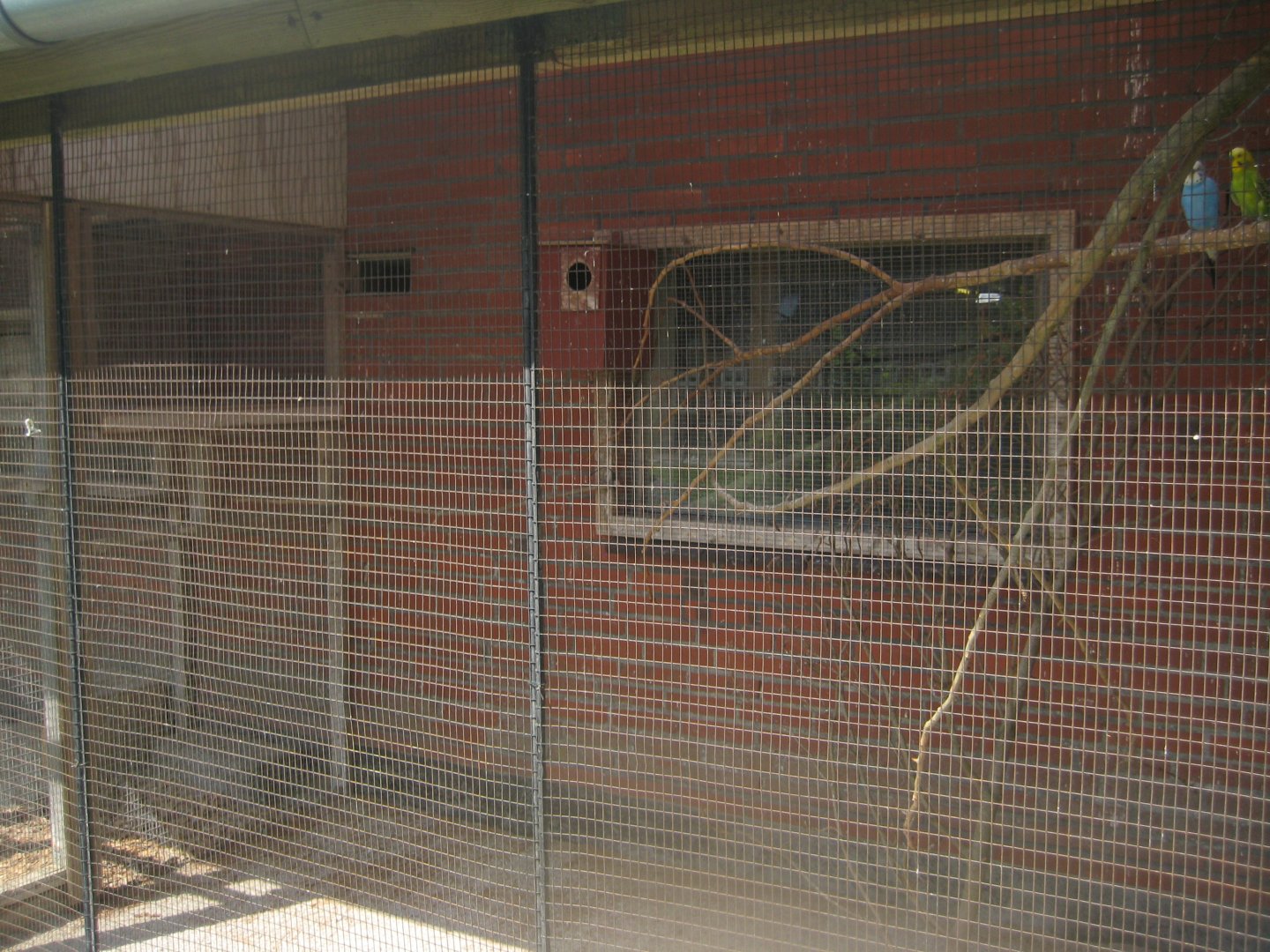 Enghave Dyre- og Naturpark - Courtyard - Budgie aviary #1