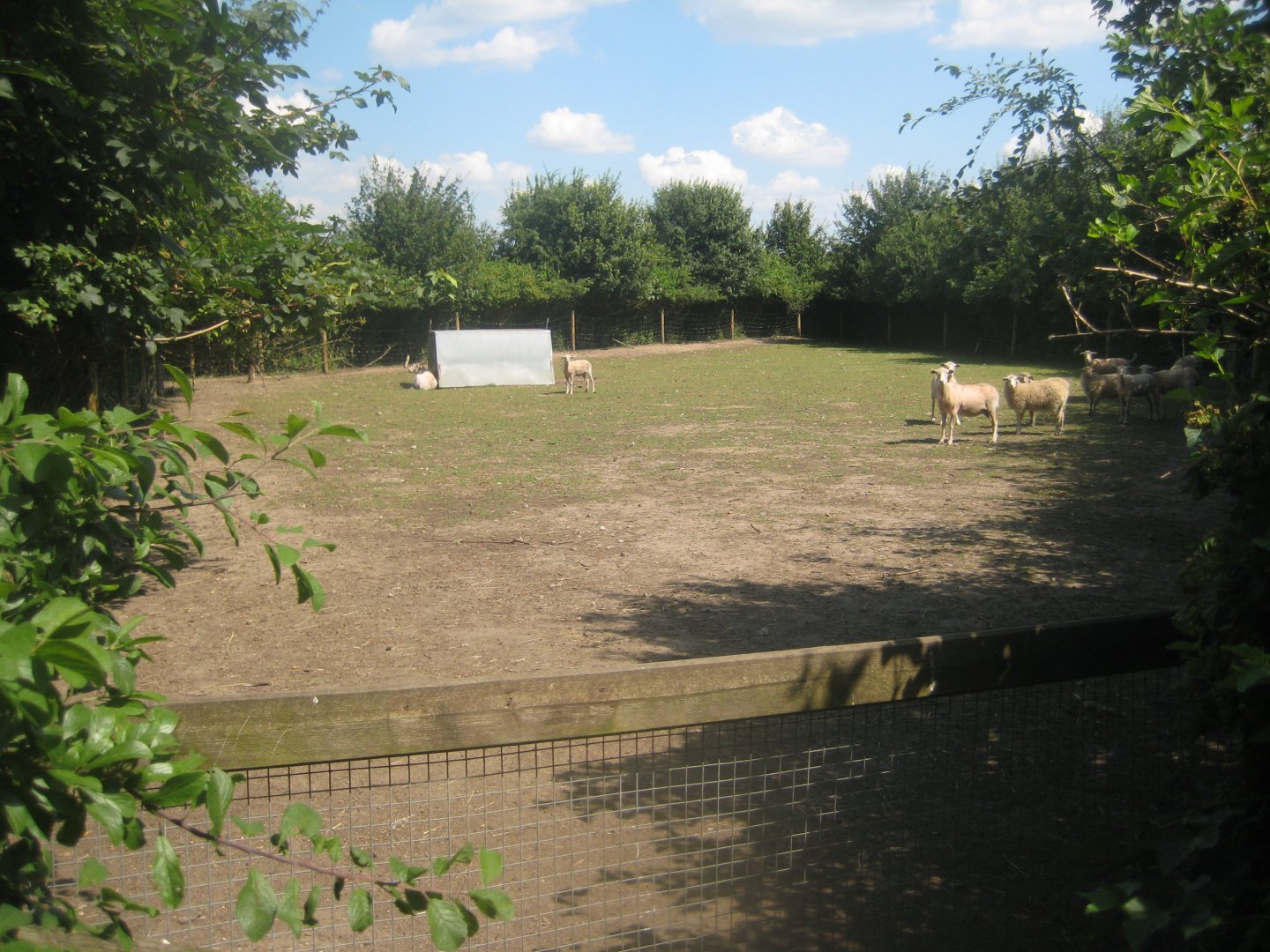 Enghave Dyre- og Naturpark - Danish landrace sheep exhibit