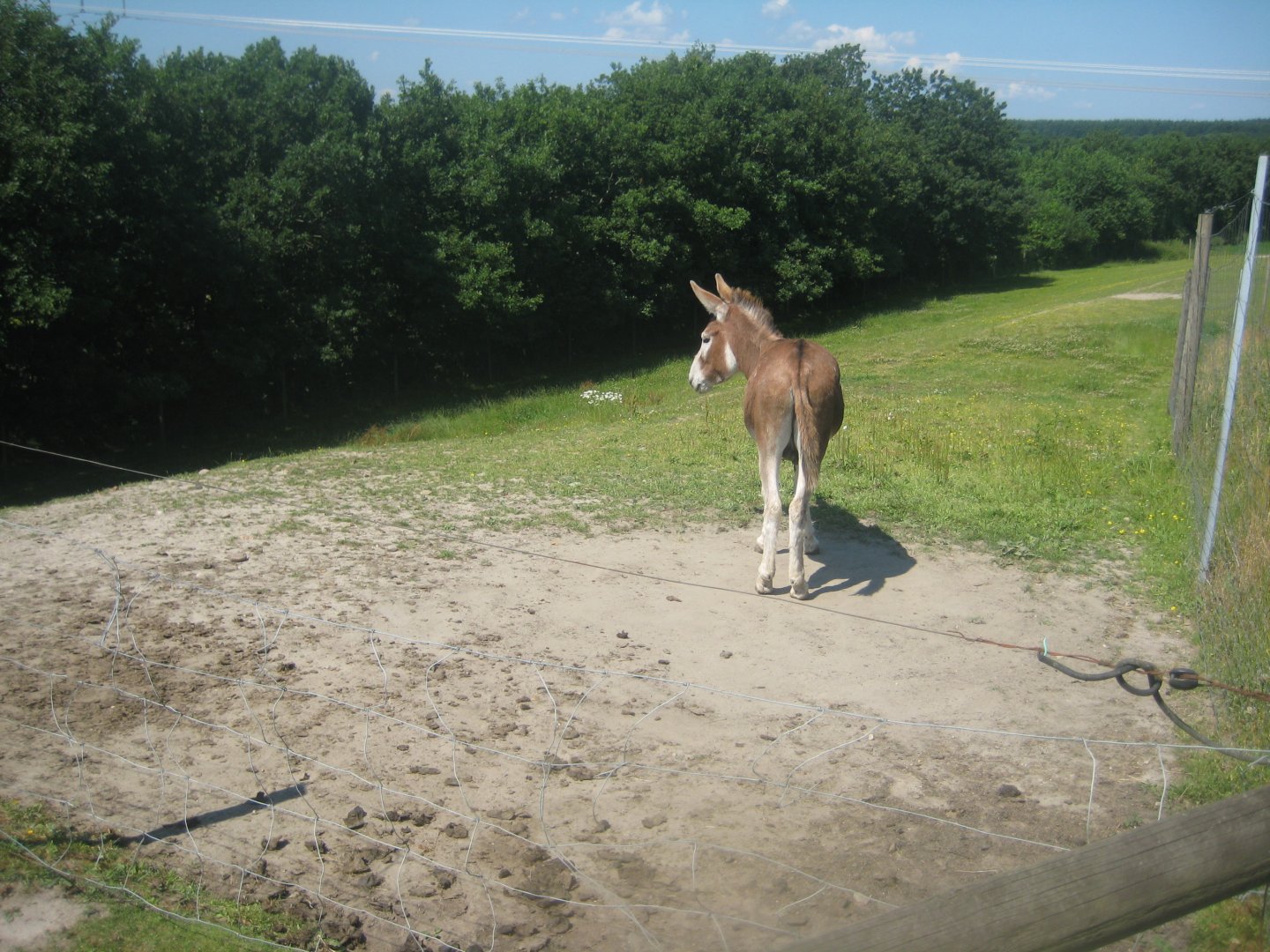 Enghave Dyre- og Naturpark - Donkey exhibit #2