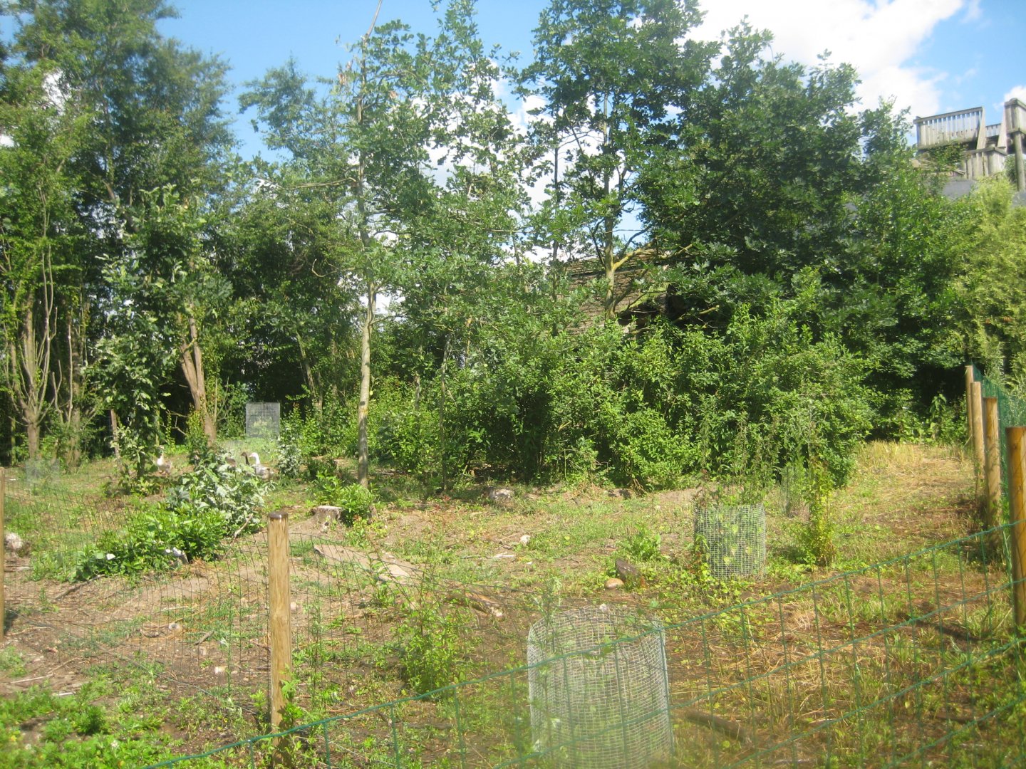 Enghave Dyre- og Naturpark - Duck/goose exhibit