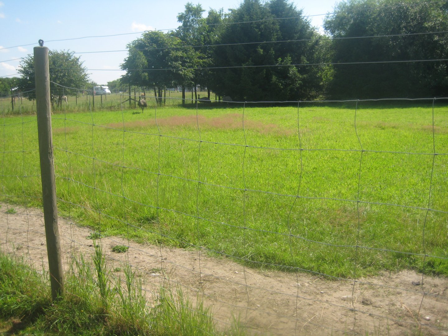 Enghave Dyre- og Naturpark - Emu exhibit