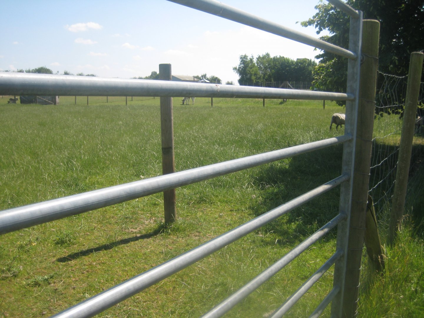 Enghave Dyre- og Naturpark - Heidschnucke sheep exhibit
