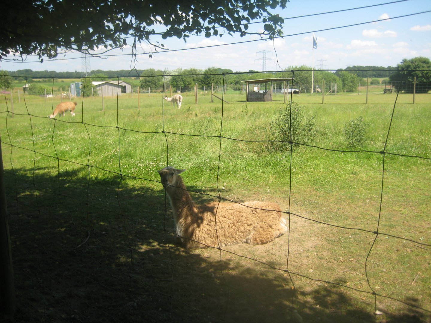 Enghave Dyre- og Naturpark - Llama exhibit