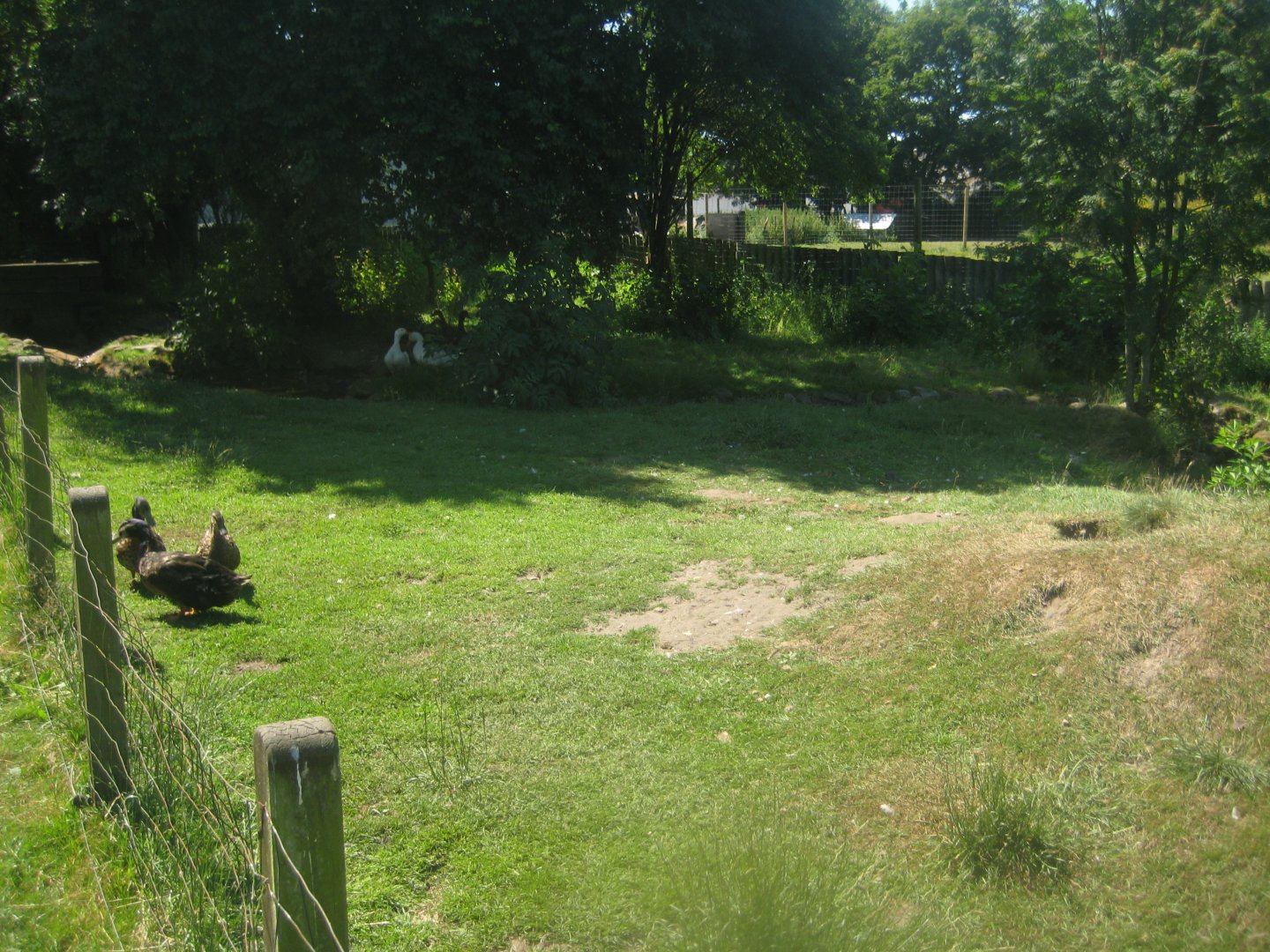 Enghave Dyre- og Naturpark - Mixed duck exhibit